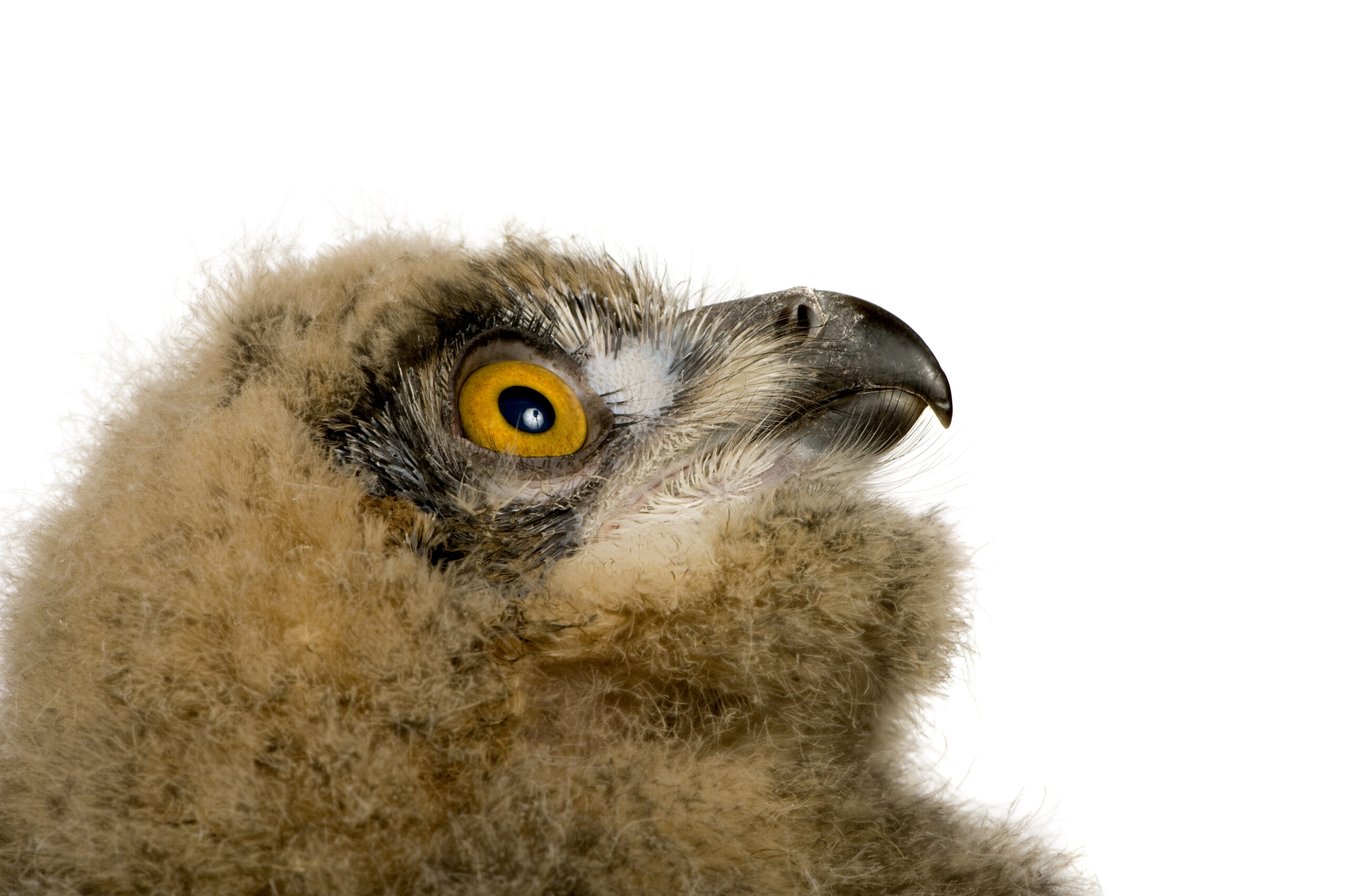 Eurasian Eagle Owl - Bubo bubo in front of a white background