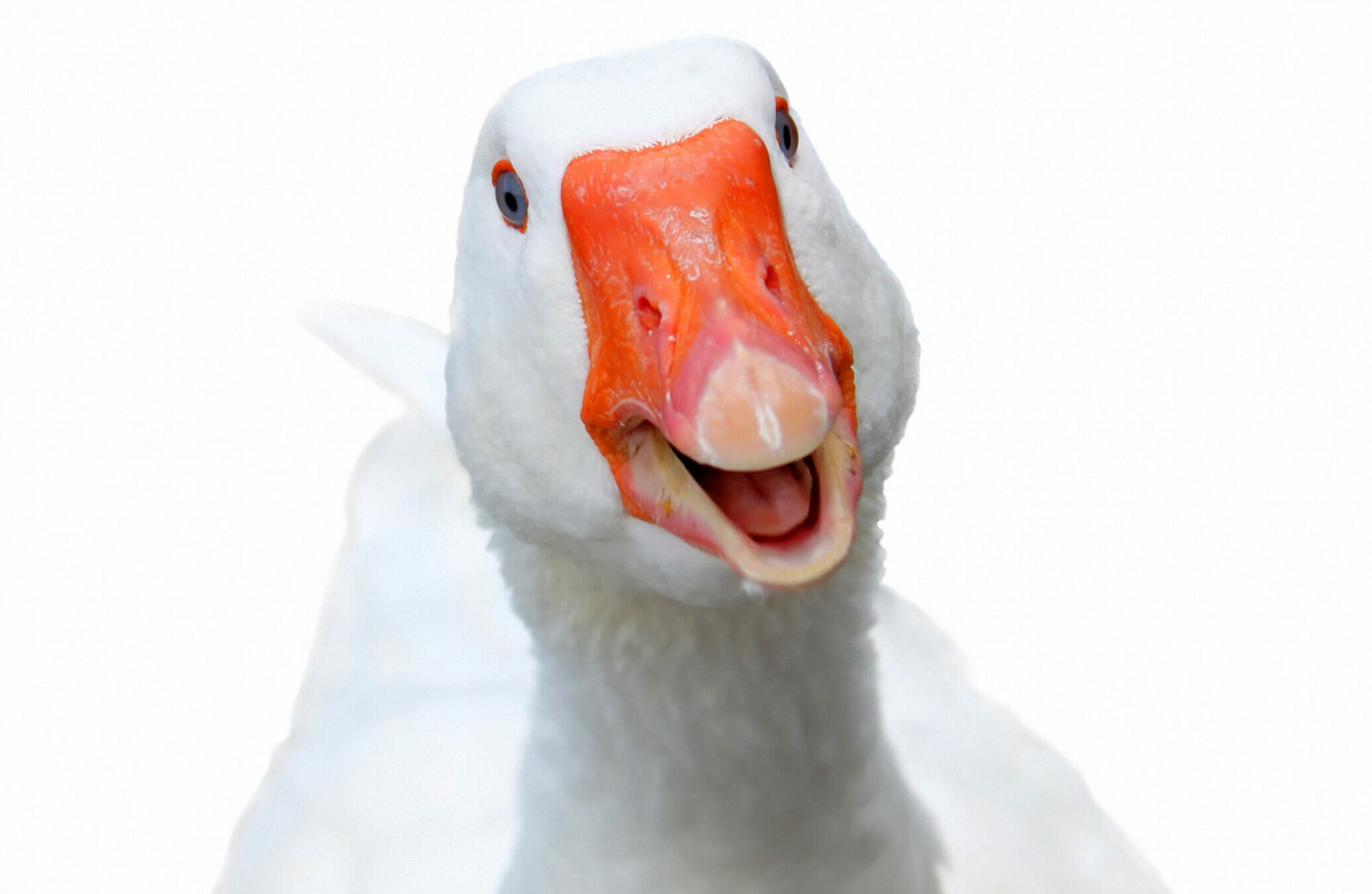 Photo of white smiling goose on green background