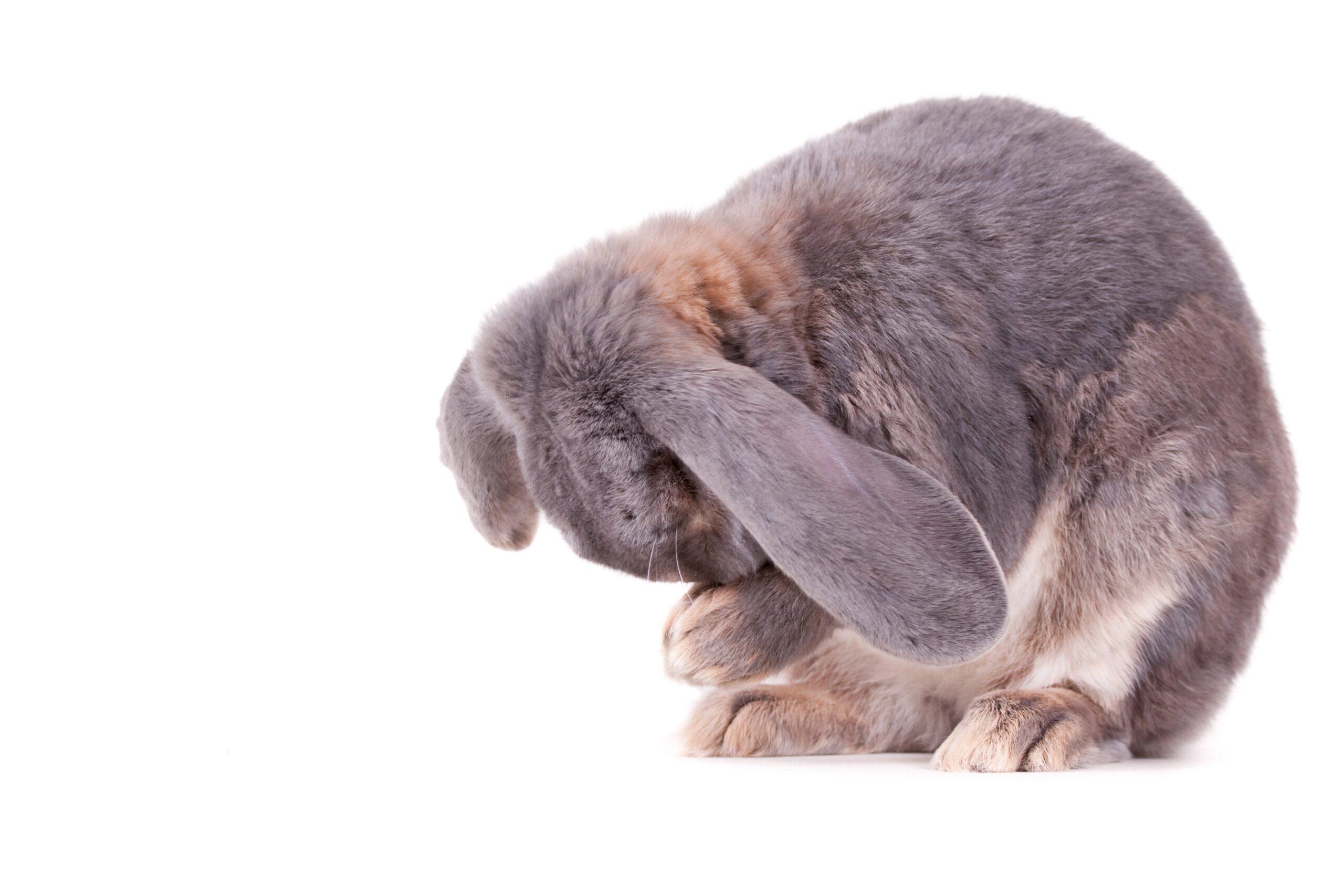 A cute grey and white bunny sitting and holding its nose in its hands on a white surface