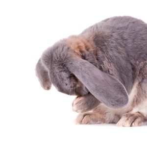 A cute grey and white bunny sitting and holding its nose in its hands on a white surface